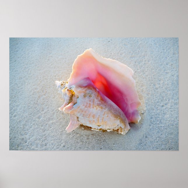 Affiches Queen Conch Shell sur Bahamas Beach (Devant)