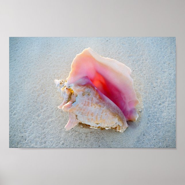 Affiches Queen Conch Shell sur Bahamas Beach (Devant)
