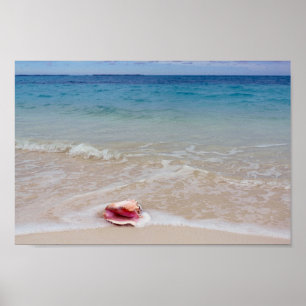 Affiches Queen Conch sur la plage, Bahamas