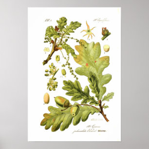 Affiches Quercus pedunculata (chêne anglais)