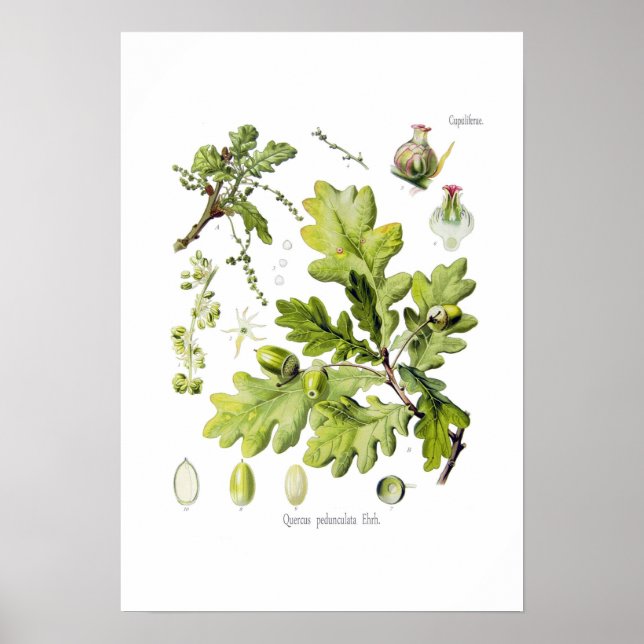 Affiches Quercus pedunculata : syn.Q robur. (Chêne anglais) (Devant)