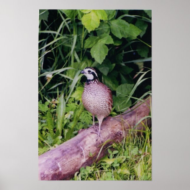 Affiches Queue de Bobwhite (Devant)