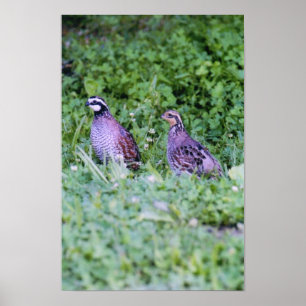 Affiches Queue de Bobwhite