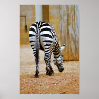 Queue de Zebra