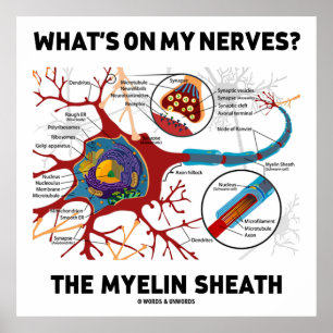 Affiches Qu'y a-t-il sur mes nerfs ? Le Myelin Sheath