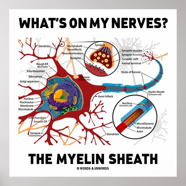 Affiches Qu'y a-t-il sur mes nerfs ? Le Myelin Sheath (Devant)