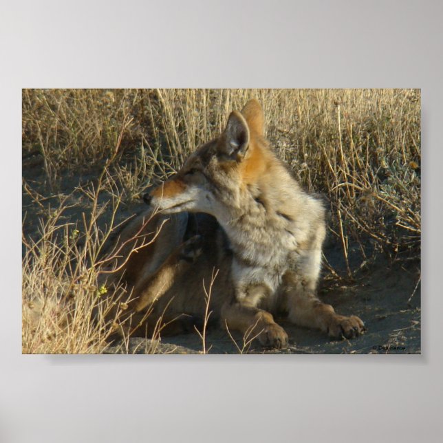Affiches R16 Coyote se grattant (Devant)
