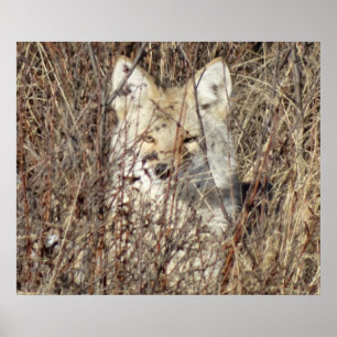 Affiches R21 Coyote "Vous regarder"