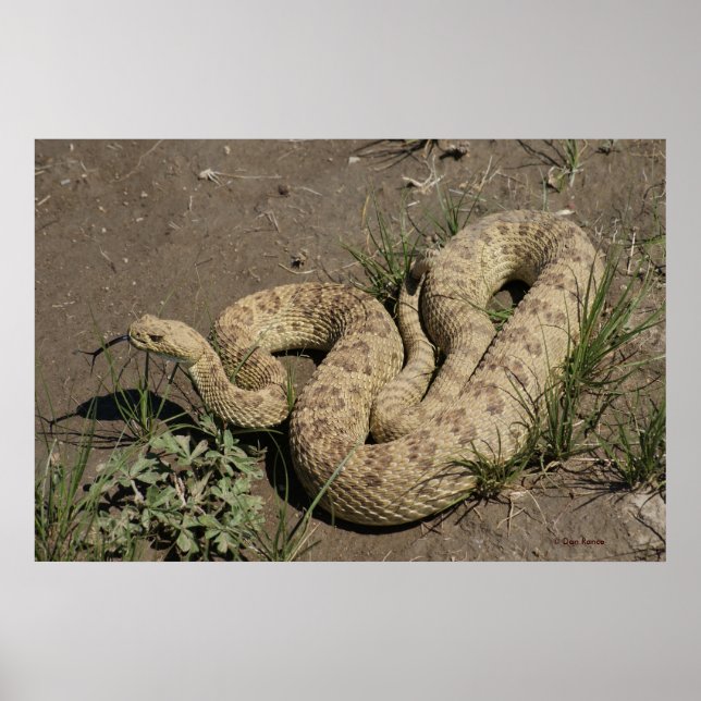 Affiches R6 Prairie Rattlesnake (Devant)