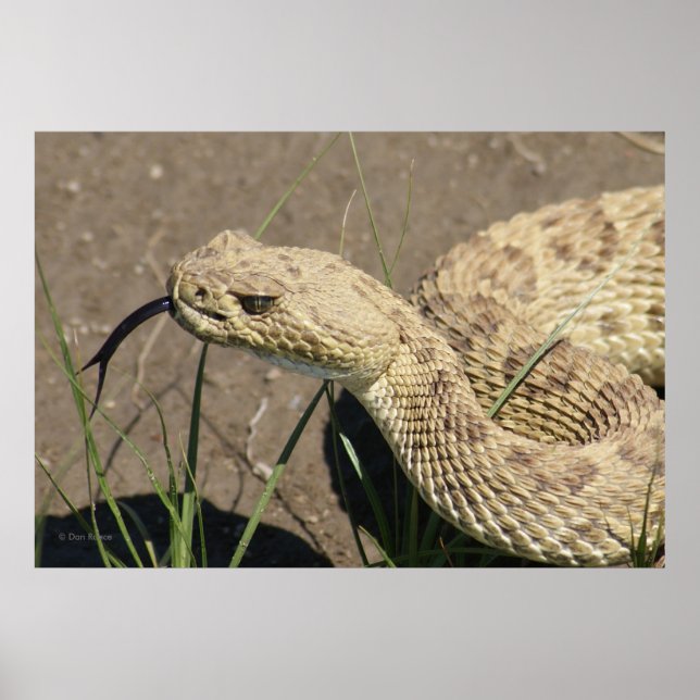 Affiches R8 Rattlesnake Head Shot (Devant)