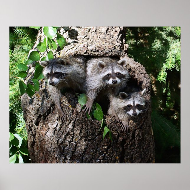 Affiches Raccoon - Les Trois Amigos (Devant)