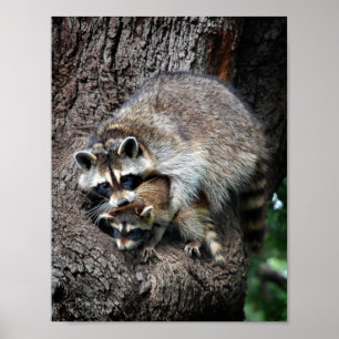 Affiches Raccoon mère et kit