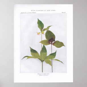Affiches Racine de concombre indienne Medeola virginiana
