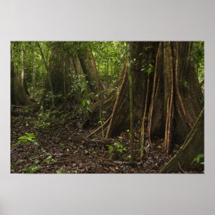 Affiches Racines contreforts. Forêt tropicale, Mapari Rupun