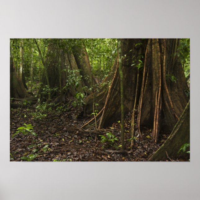 Affiches Racines contreforts. Forêt tropicale, Mapari Rupun (Devant)