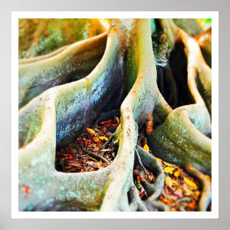 Affiches Racines de figuiers de la baie de Moreton