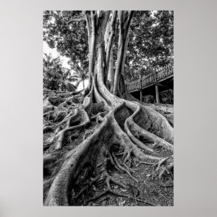 Affiches Racines massives d'un arbre à caoutchouc