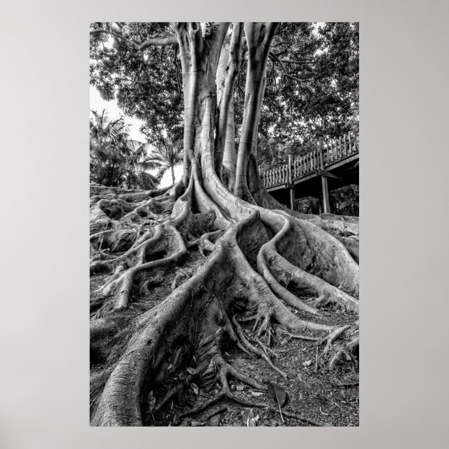 Affiches Racines massives d'un arbre à caoutchouc (Devant)