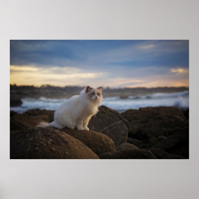 Affiches Ragdoll Cat At The Beach (Devant)