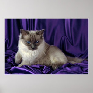 Affiches Ragdoll, point bleu