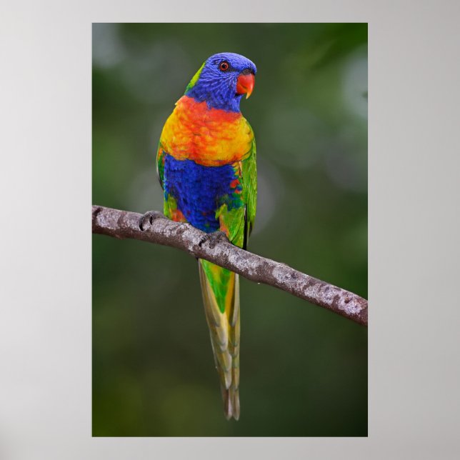 Affiches Rainbow Lorikeet Trichoglossus Haematodus Parrot (Devant)