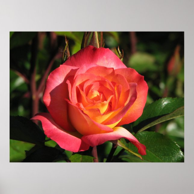Affiches Rainbow Sorbet Floribunda Rose 139 (Devant)