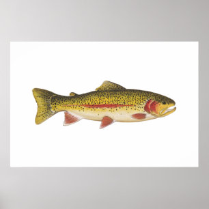 Affiches Rainbow Trout