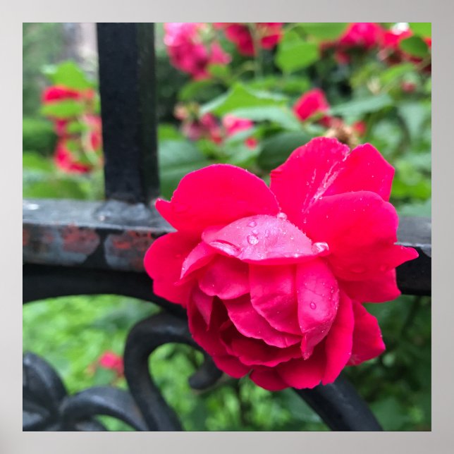 Affiches Raindrops Rose Flower Roses Rainy Day NYC (Devant)