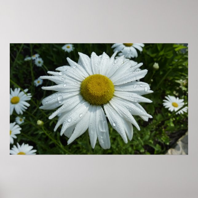 Affiches Raindrops sur Daisy II Floral Fleur sauvage (Devant)