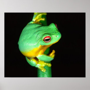 Affiches Rainette à yeux rouges d'Australie, Litoria chlori