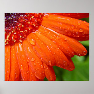 Affiches Rainy Daisy