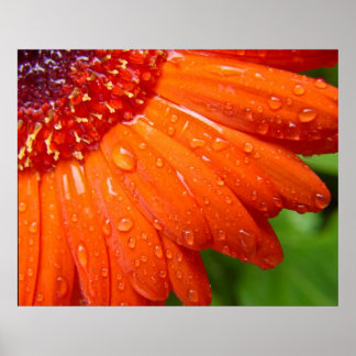 Affiches Rainy Daisy