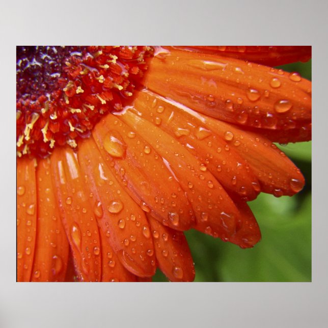 Affiches Rainy Daisy (Devant)
