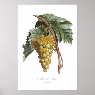 Affiches Raisin, blanc muscat