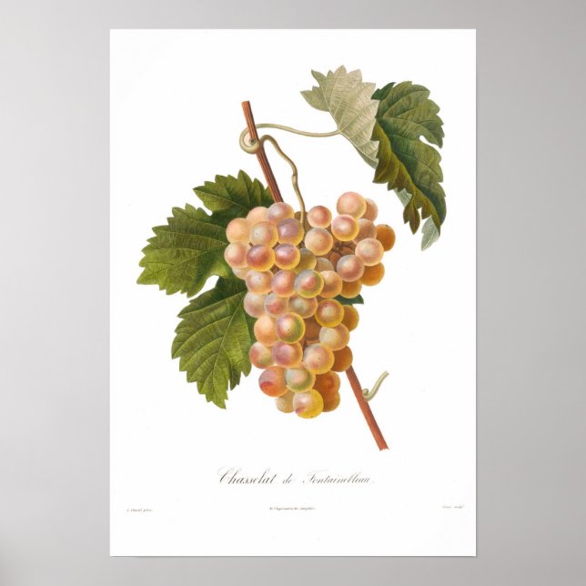 Affiches Raisin, Chasselat de Fontainebleau (Devant)