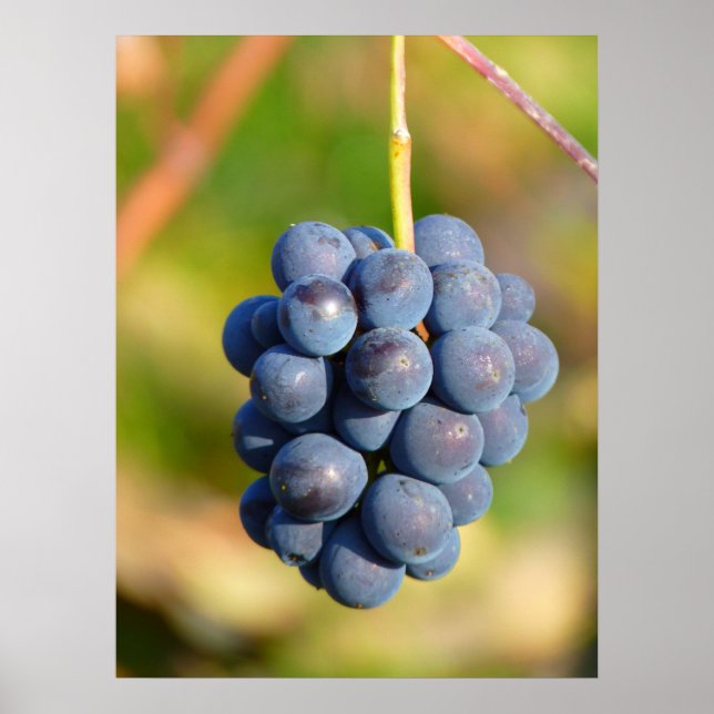 Affiches Raisins (Devant)