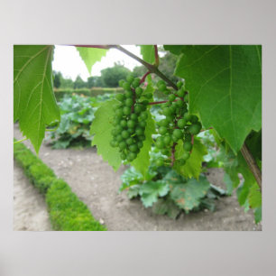 Affiches Raisins dans le palais de Versailles