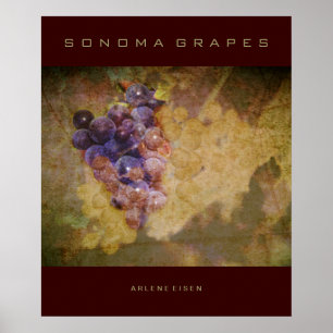 Affiches Raisins de Sonoma sur la vigne