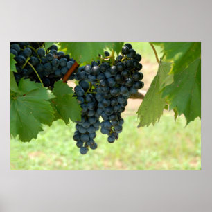 Affiches raisins de vigne