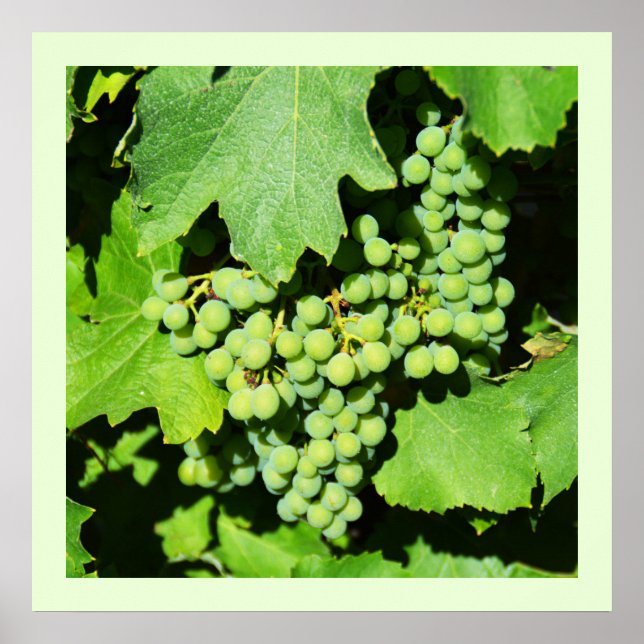 Affiches raisins verts sur la vigne (Devant)