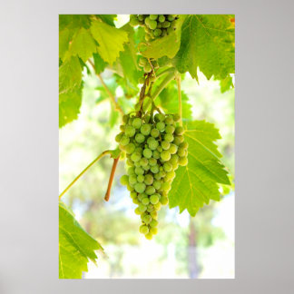 Affiches Raisins verts sur vigne