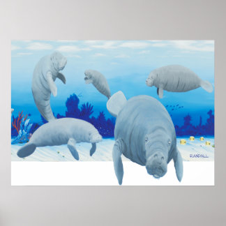 Affiches Randalls manatees
