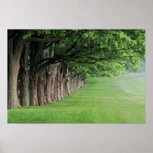 Affiches Rangée majestueuse d'arbres, Louisville, Kentucky.