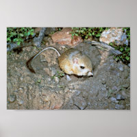 Rat de Kangeroo