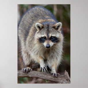 Affiches Raton laveur, Procyon lotor, Floride, États-Unis 2