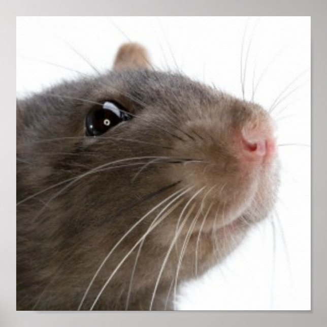 Affiches Rats ! ! ! (Devant)