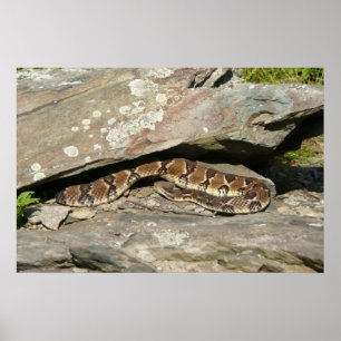 Affiches Rattlesnake at Shenandoah National Park