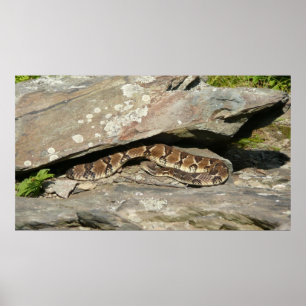 Affiches Rattlesnake at Shenandoah National Park
