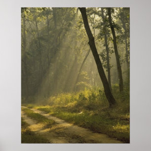 Affiches Rayons de lumière du matin à travers les arbres da