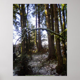 Affiches Rayons de Sun de forêt dans la neige #32